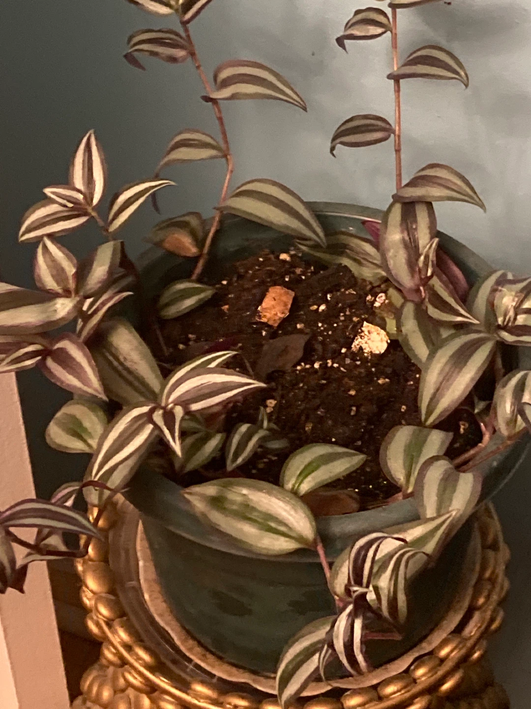 Tradescantia zebrina 🏈 Inch Plant