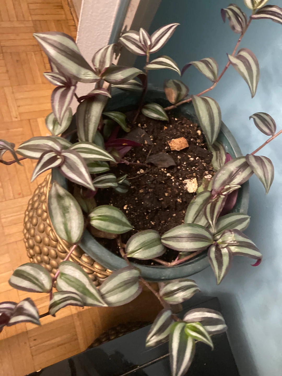 Tradescantia zebrina 🏈 Inch Plant - photo 2