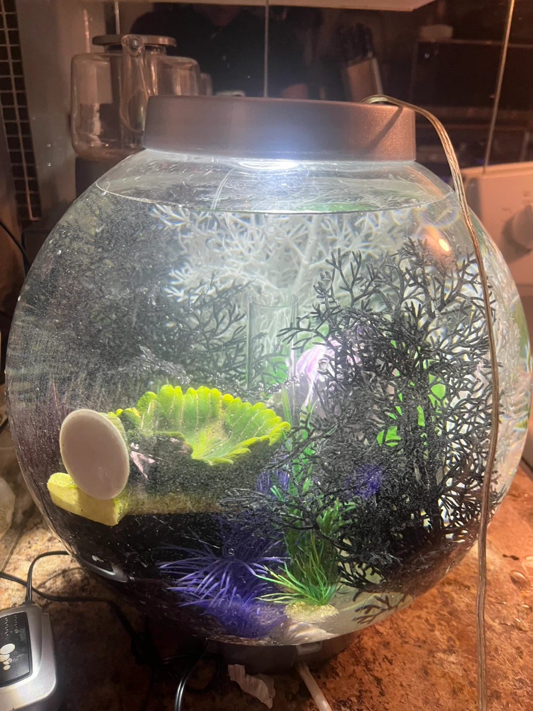 BiOrb sphere shaped fish tank