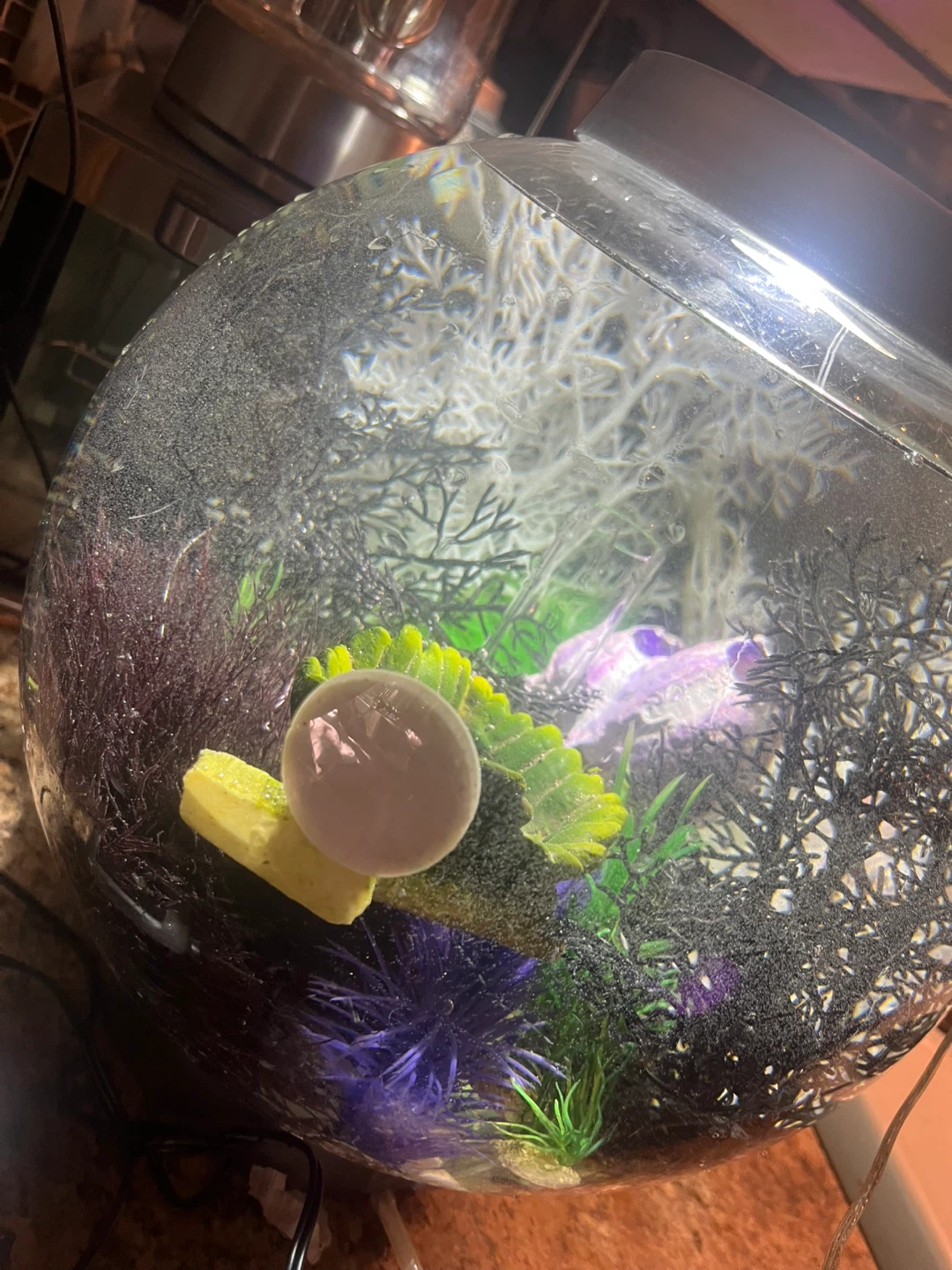 BiOrb sphere shaped fish tank - photo 2