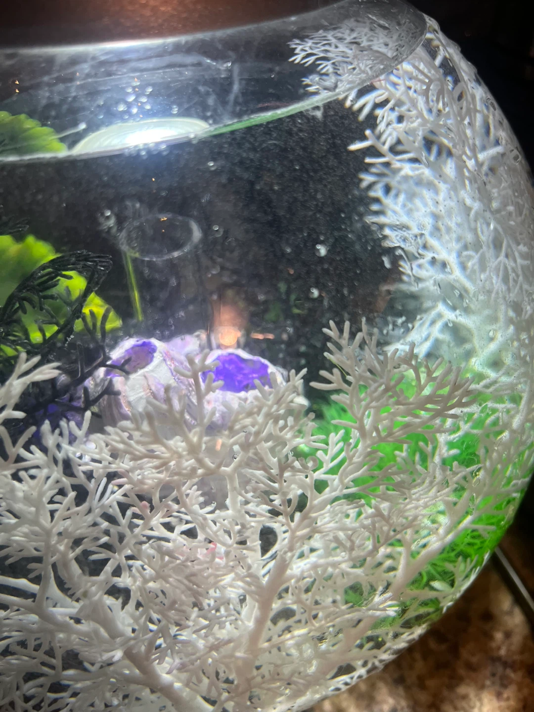 BiOrb sphere shaped fish tank - photo 4