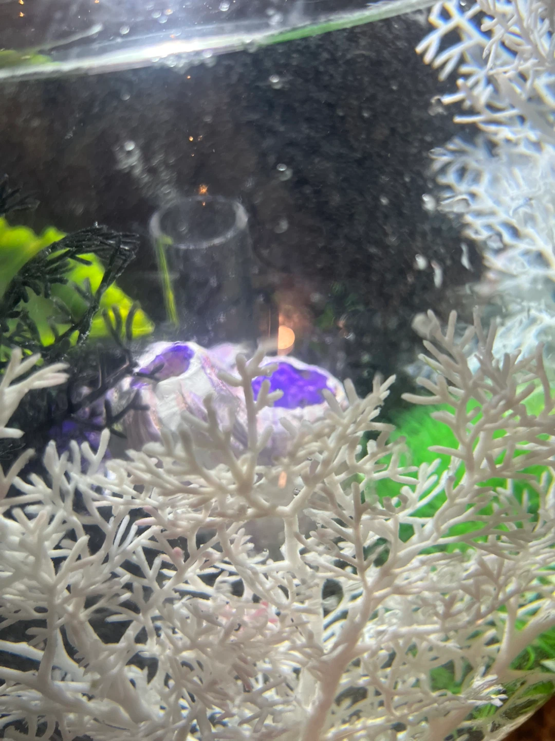 BiOrb sphere shaped fish tank - photo 5