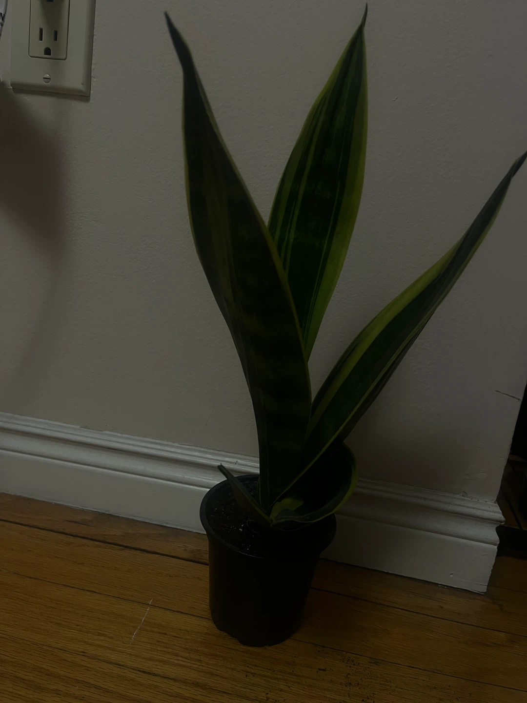 Snake Plant in Plastic Pot