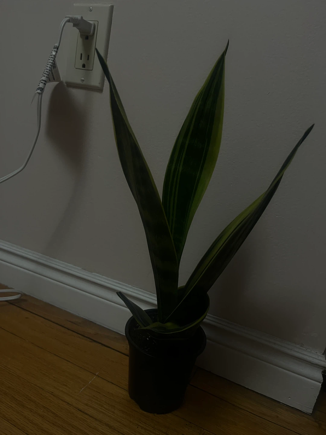 Snake Plant in Plastic Pot - photo 2
