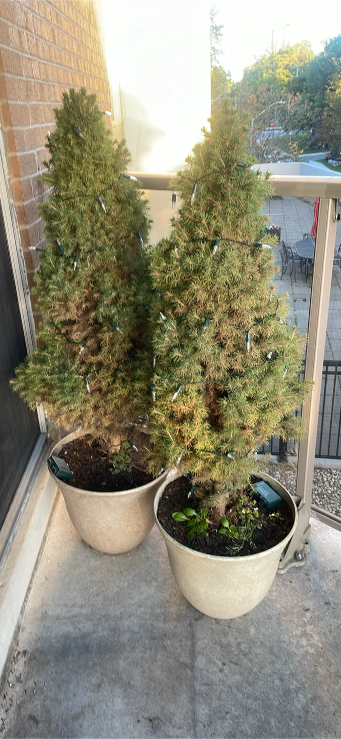 Moving sale - 2 Potted Dwarf Alberta Spruce Tree with Lights