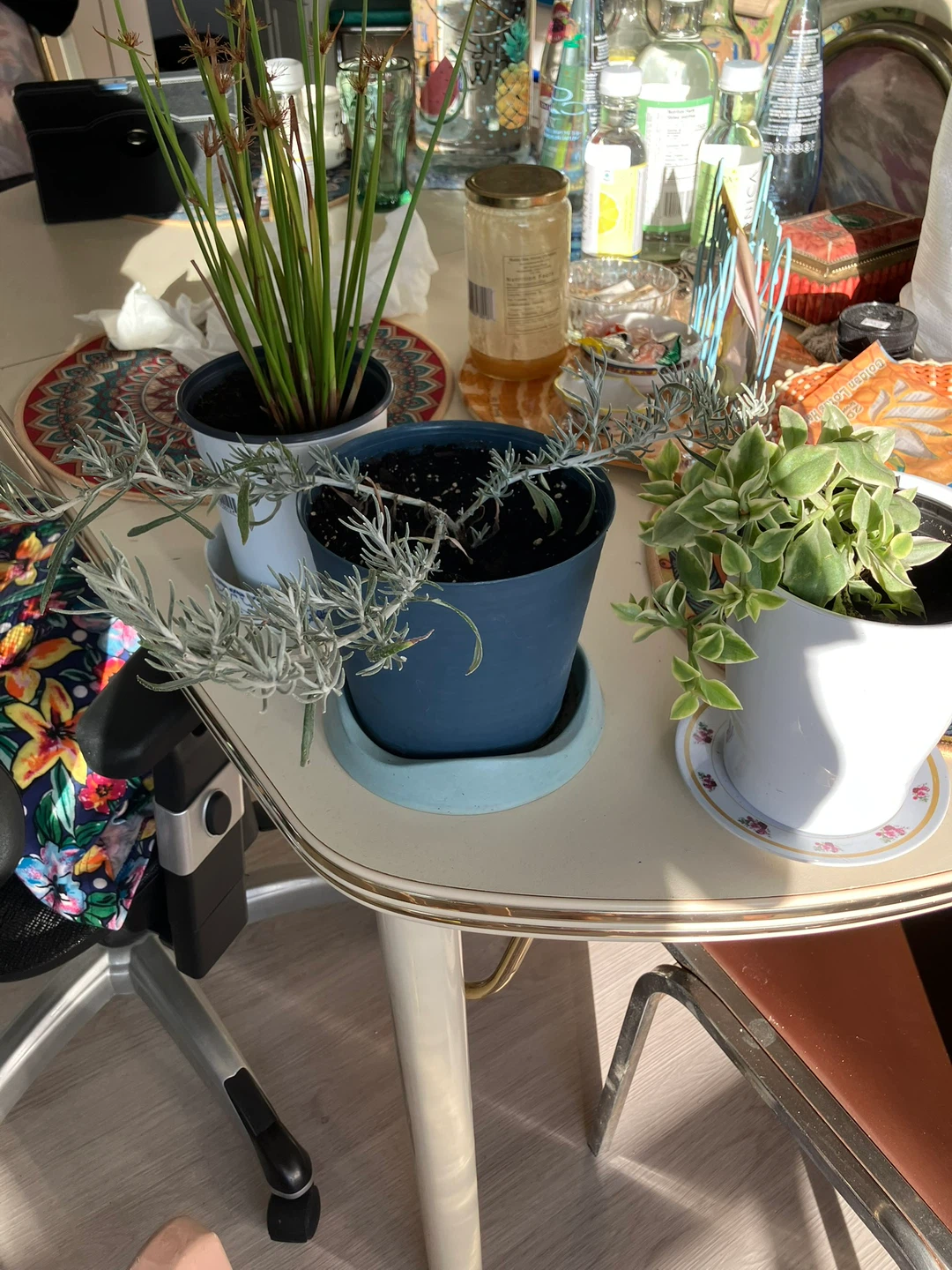 Plants