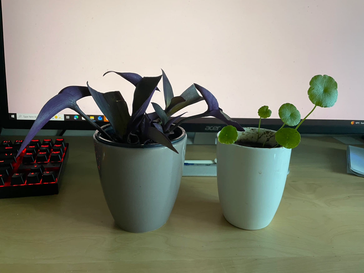 Chinese money plant and purple leaf plant