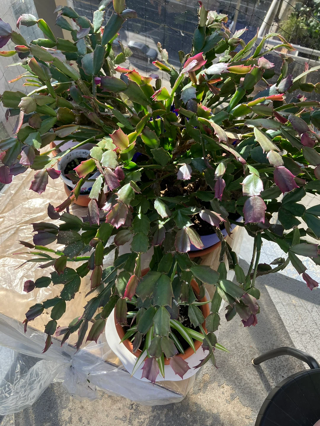 Large Xmas cactus