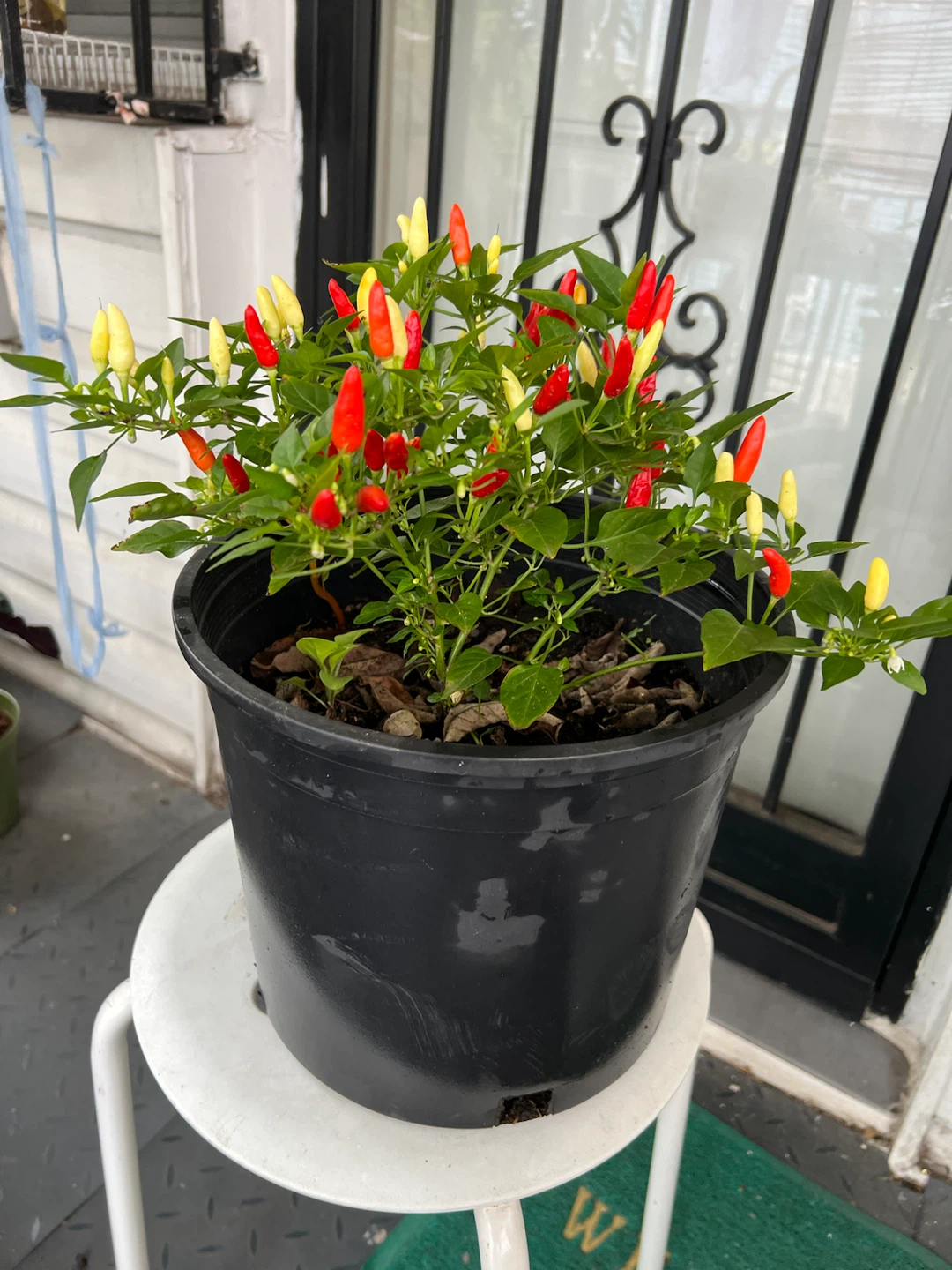 Potted Ornamental Pepper Plant