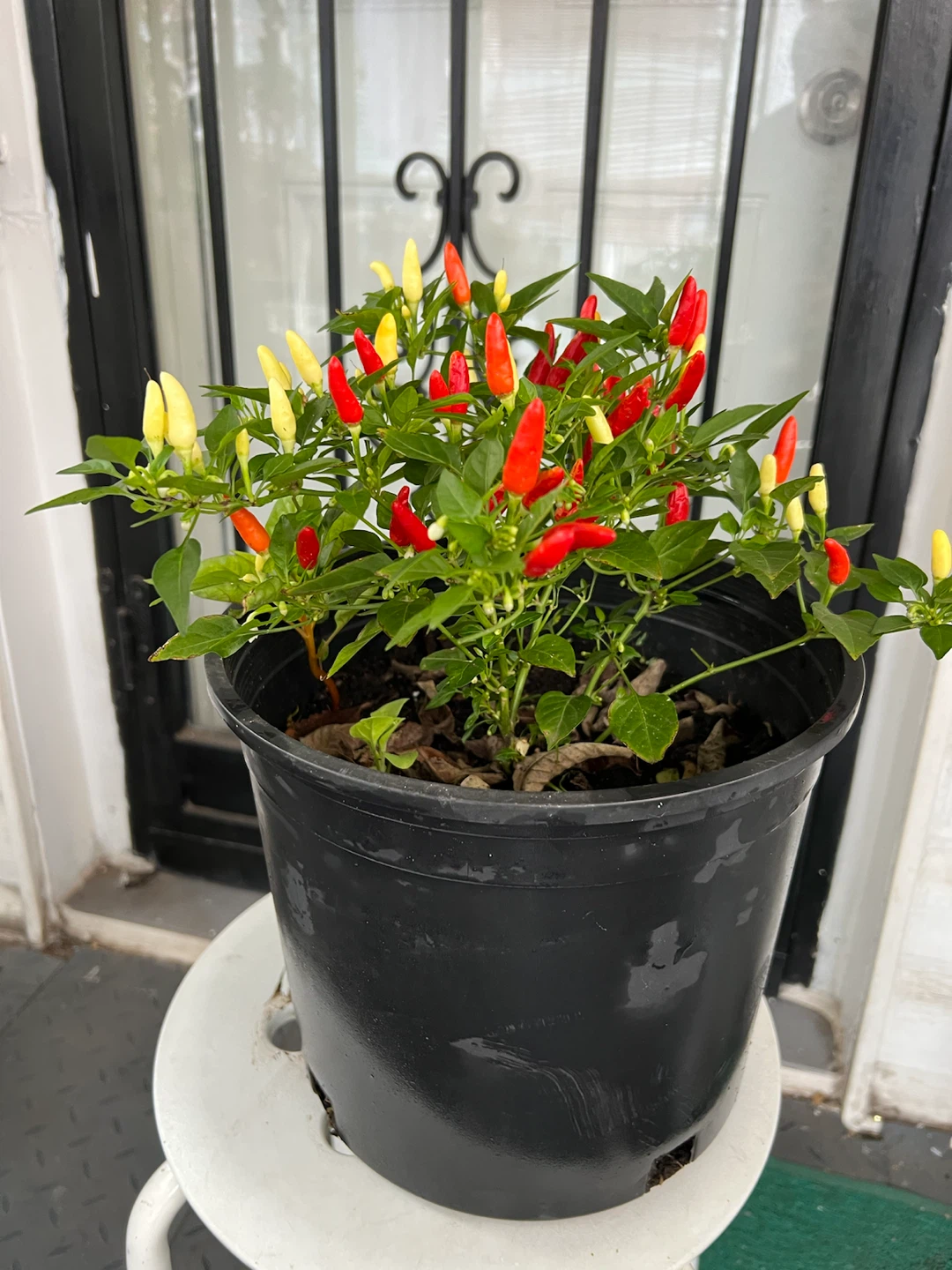 Potted Ornamental Pepper Plant - photo 2