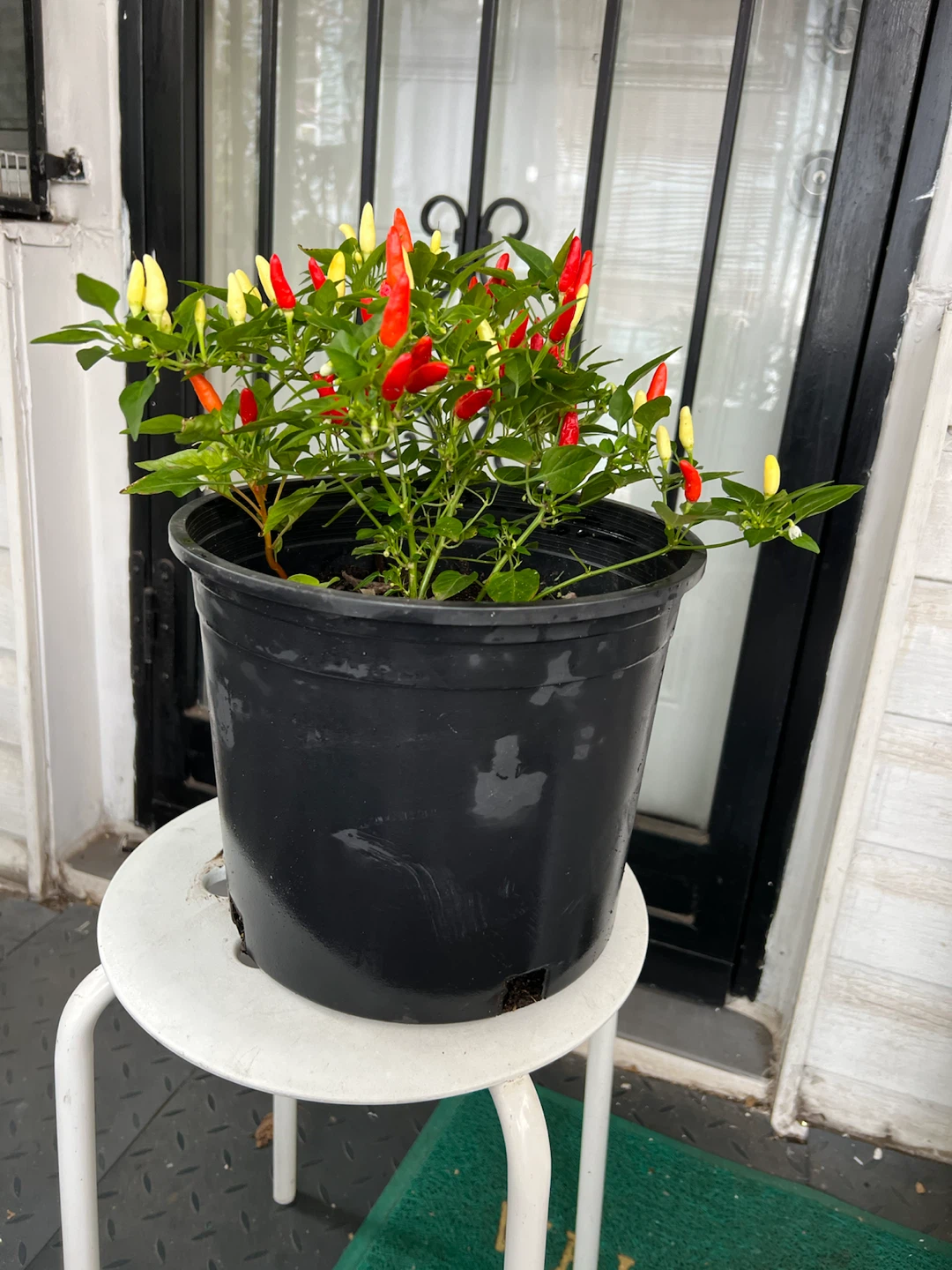 Potted Ornamental Pepper Plant - photo 3