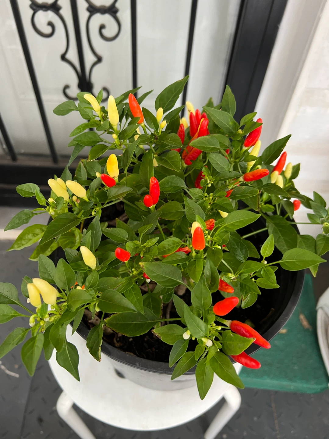 Potted Ornamental Pepper Plant - photo 4