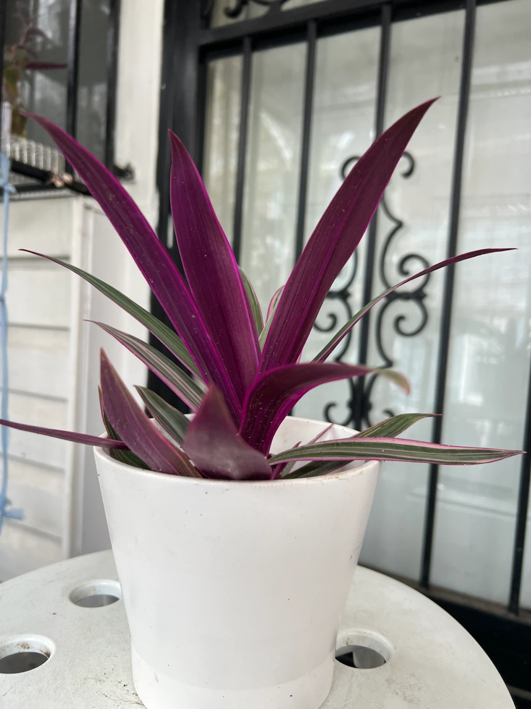Moses in the Cradle Houseplant