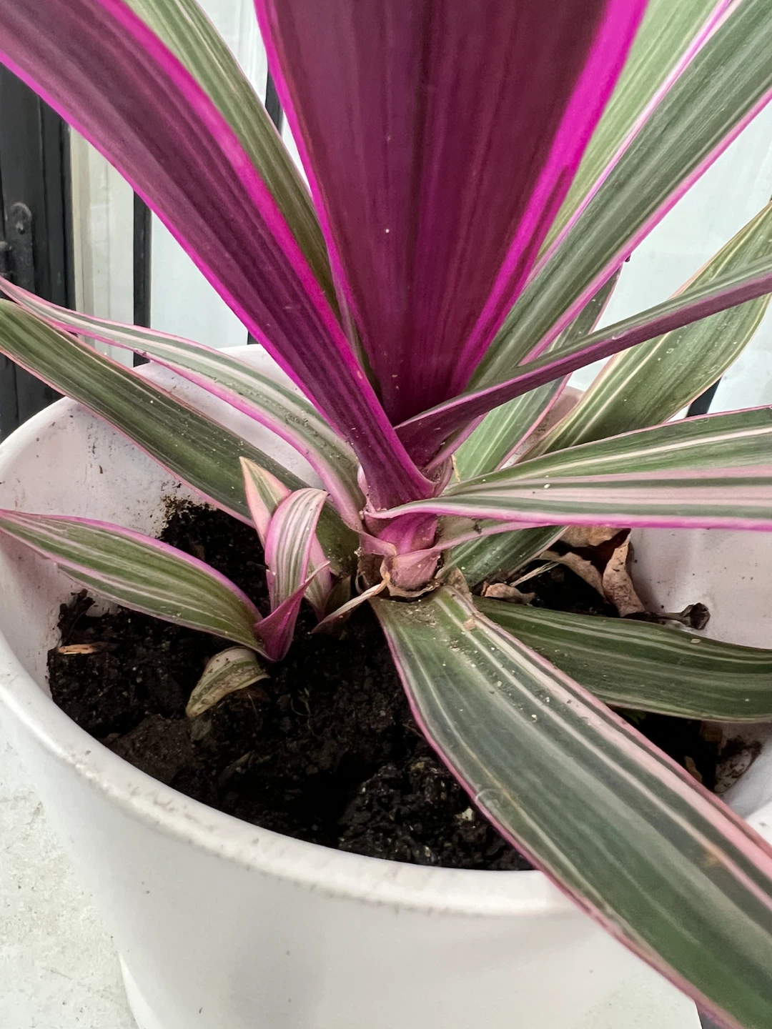 Moses in the Cradle Houseplant - photo 2
