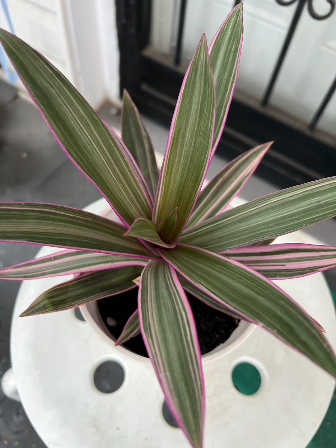 Moses in the Cradle Houseplant - photo 3