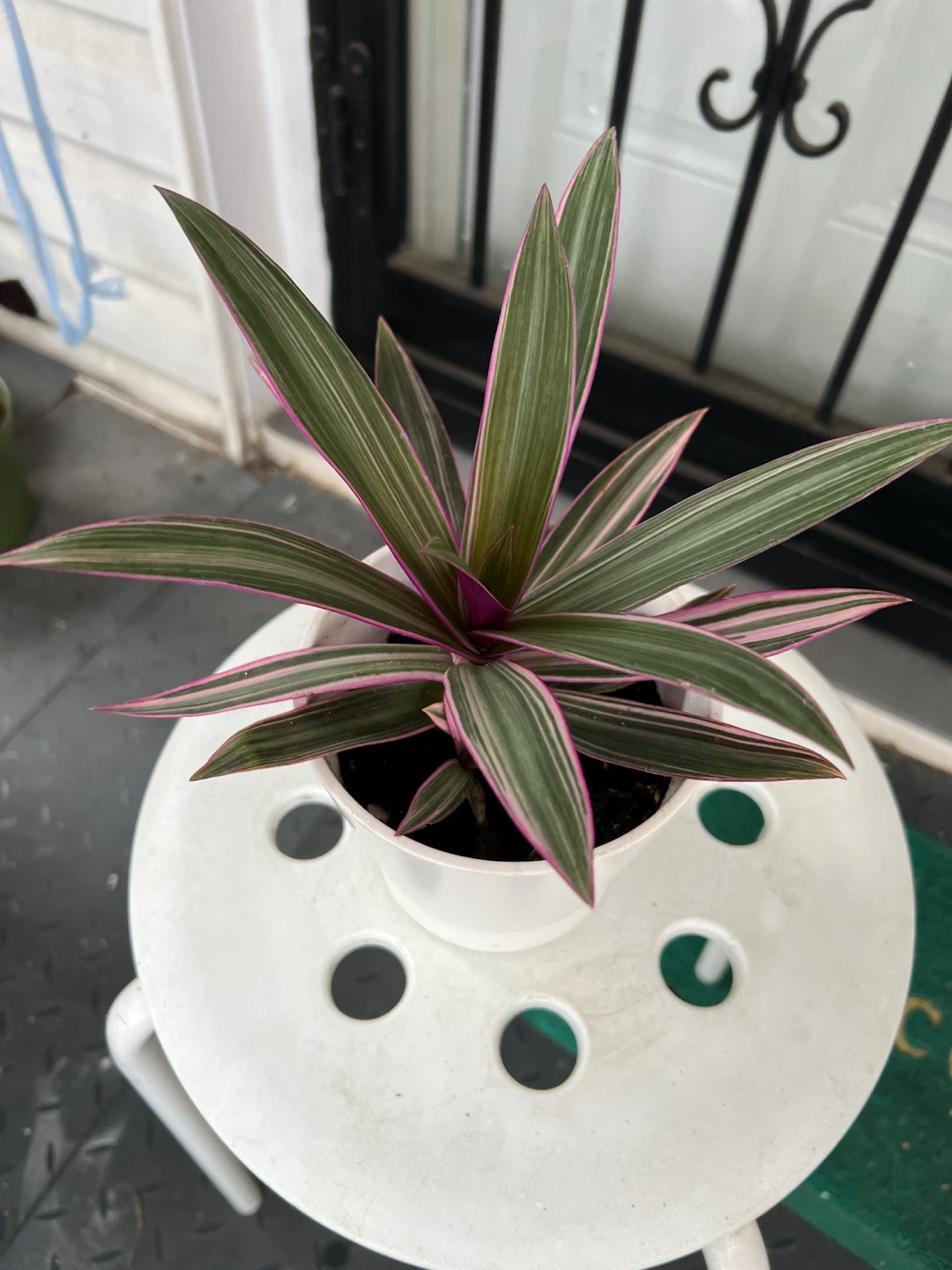 Moses in the Cradle Houseplant - photo 4