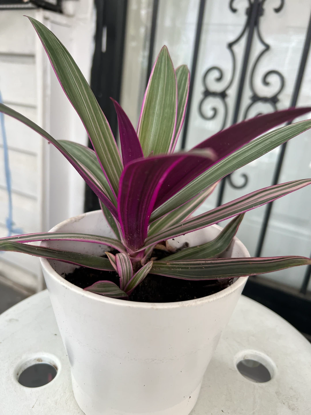 Moses in the Cradle Houseplant - photo 5
