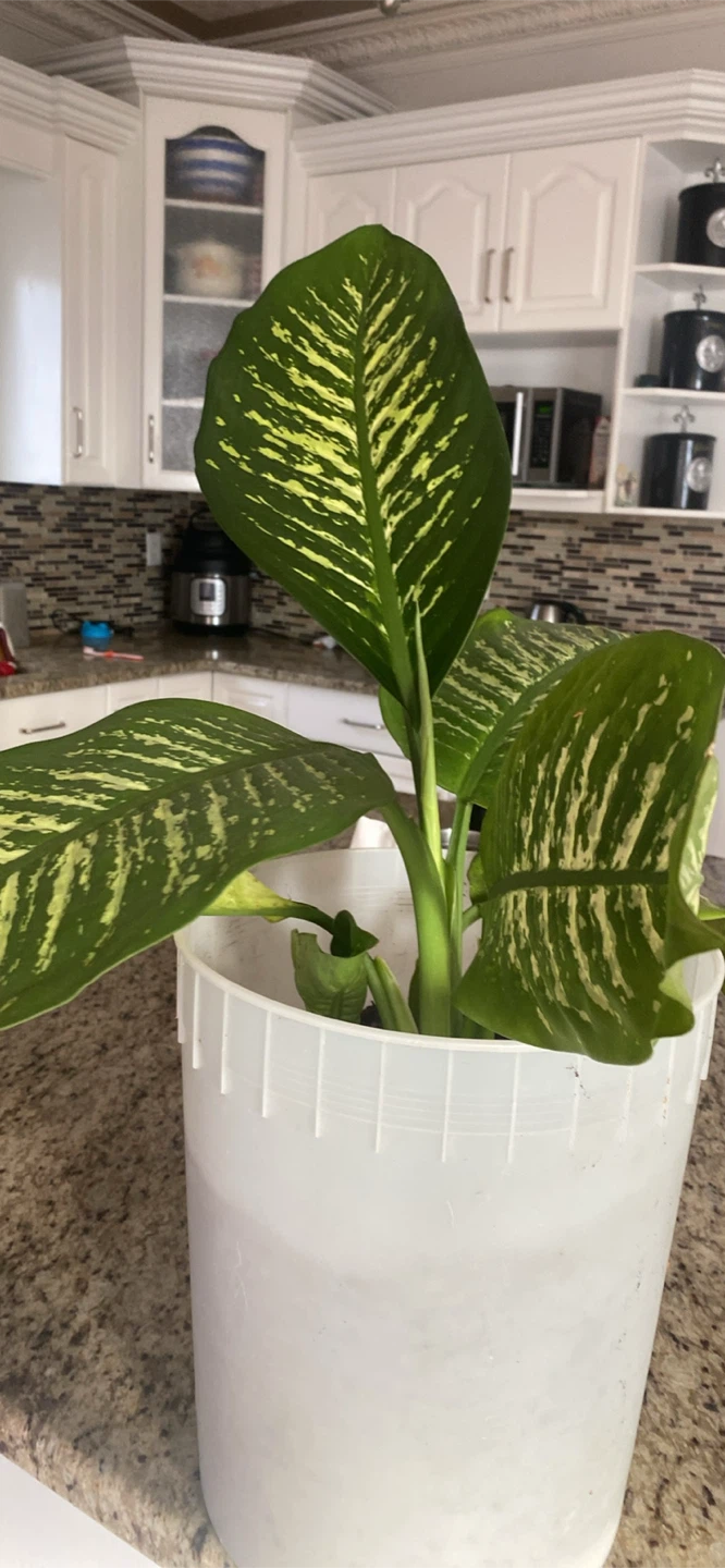Dieffenbachia Plant