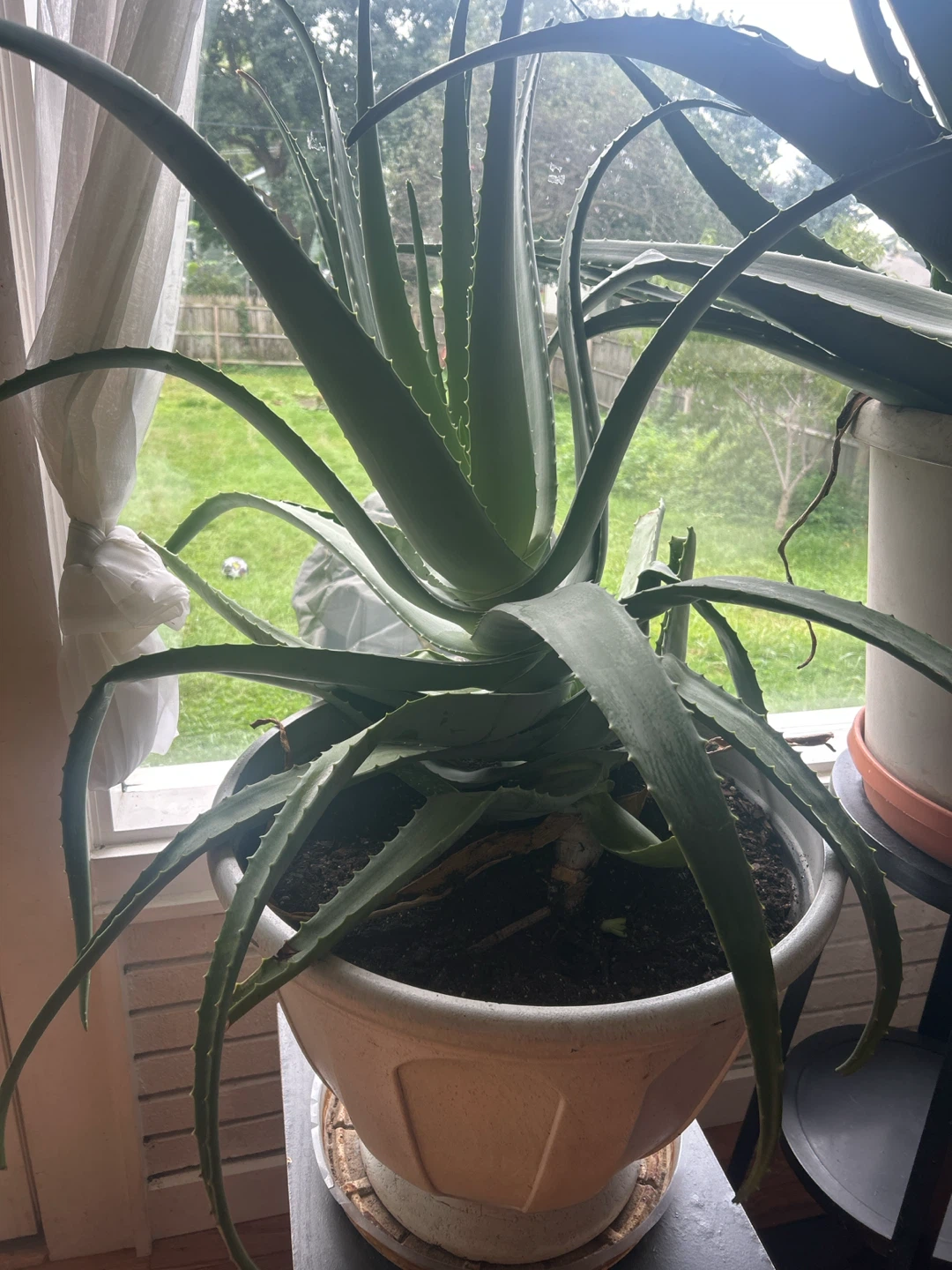 Large Potted Aloe Vera Plant