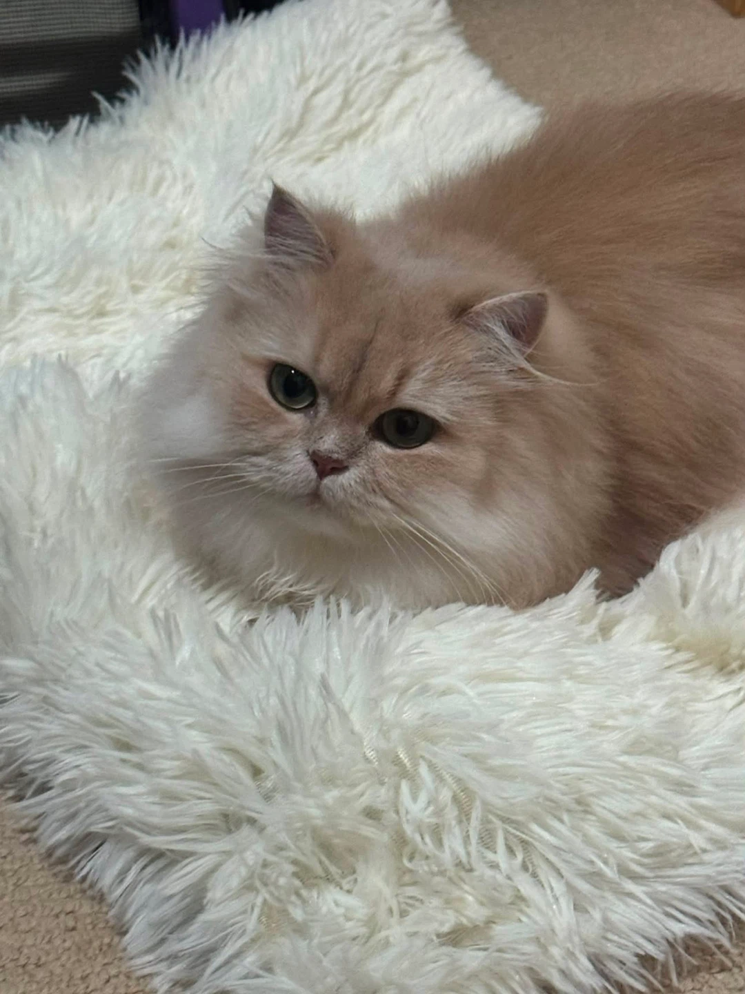 Fluffy Plush Pet Mat & bed and Soft Hooded Hideaway for Cats - photo 5