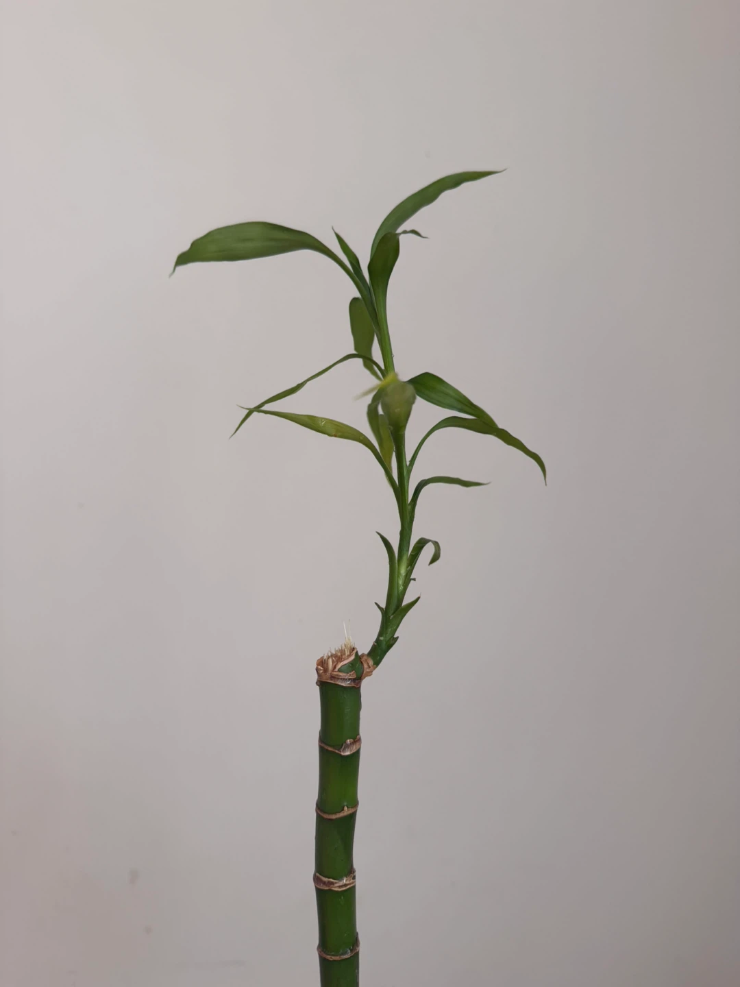 Lucky Bamboo Plant in Glass Vase