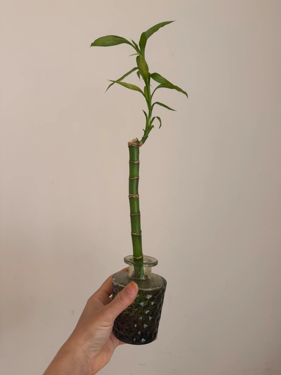 Lucky Bamboo Plant in Glass Vase - photo 2