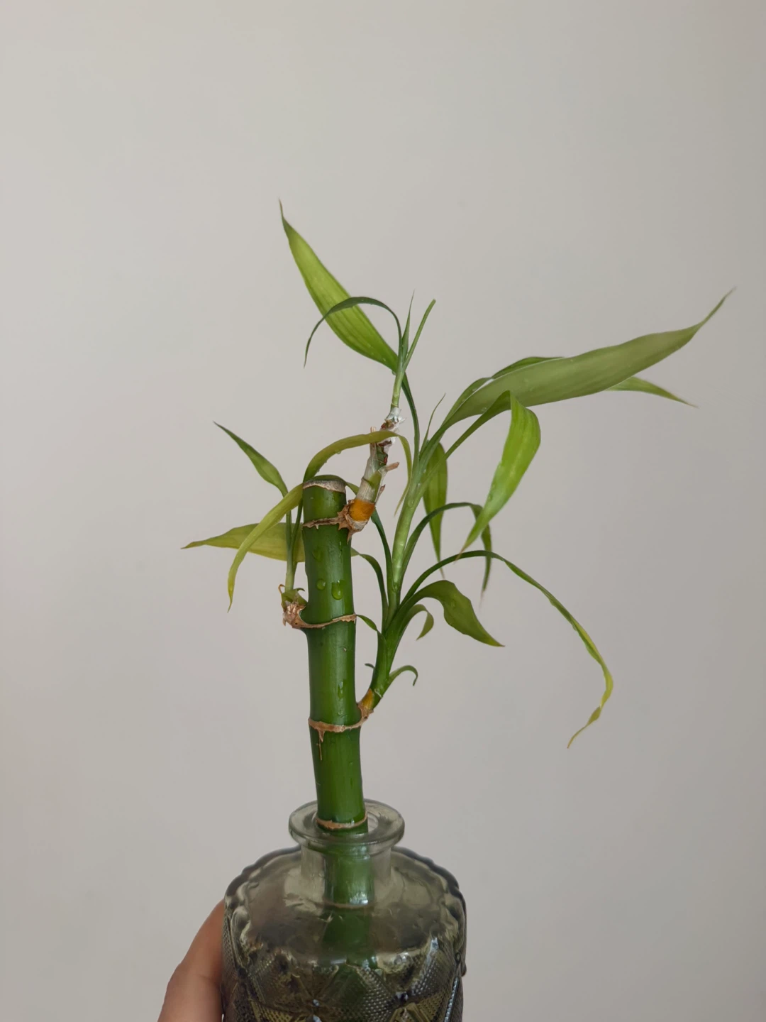 Lucky Bamboo plant in glass vase