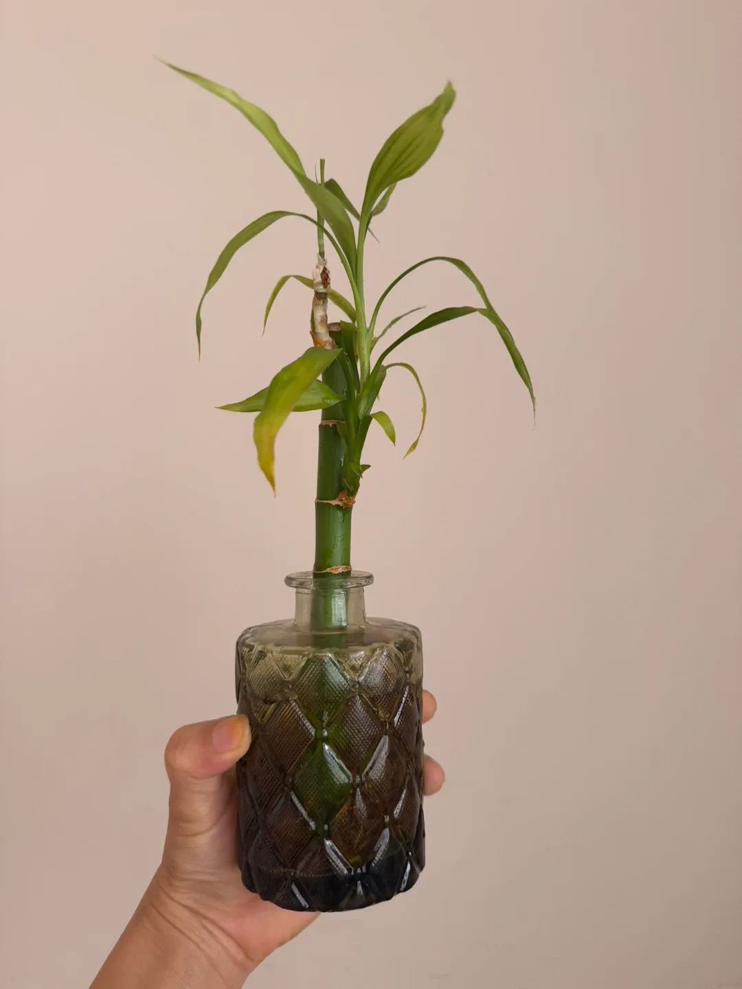 Lucky Bamboo plant in glass vase - photo 2