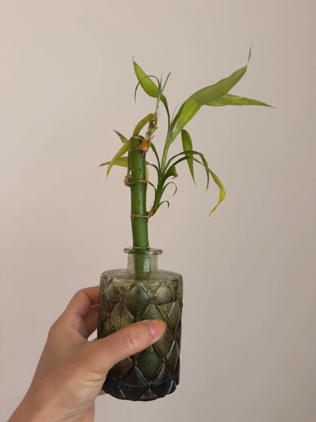Lucky Bamboo plant in glass vase - photo 3