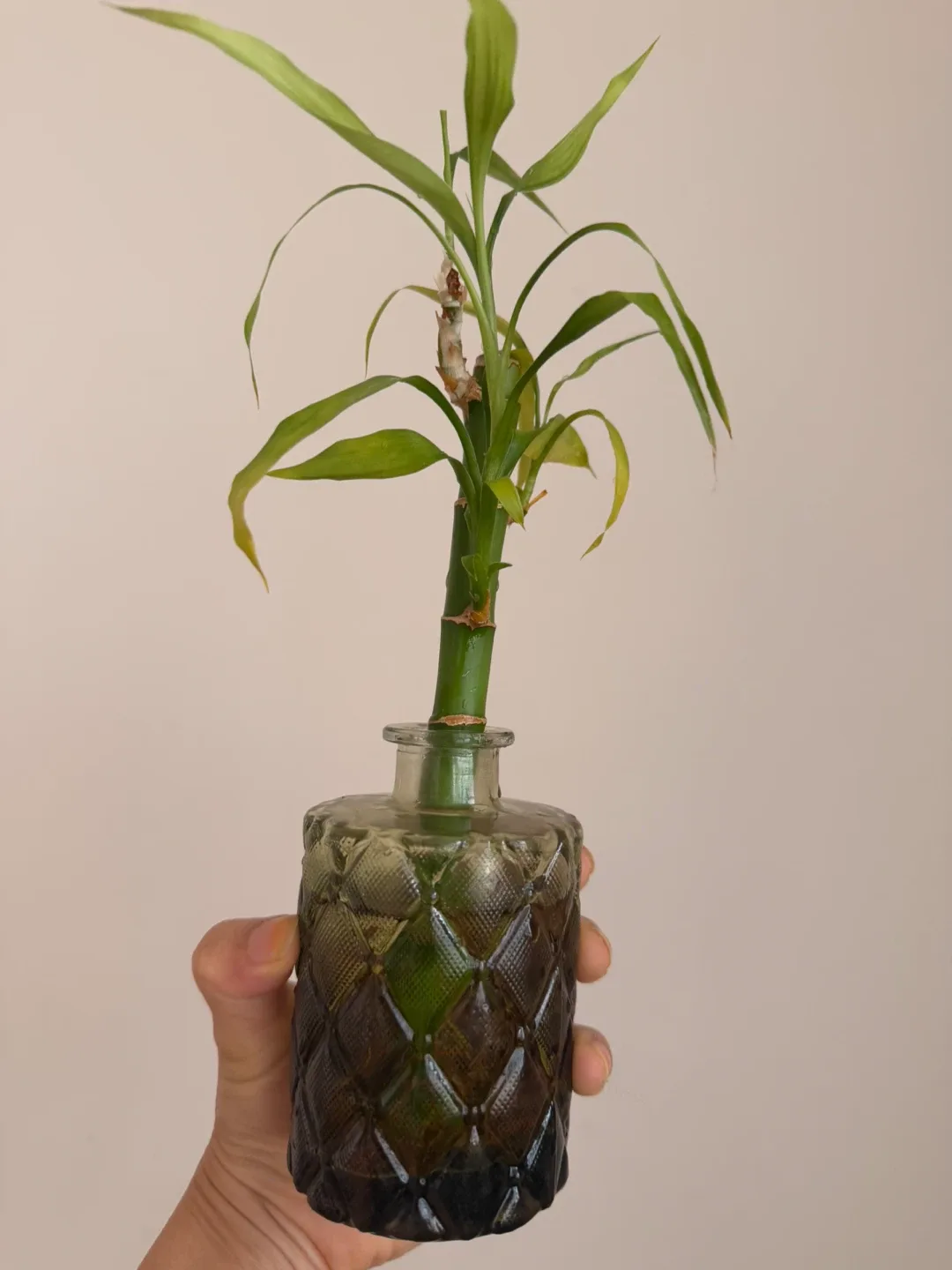 Lucky Bamboo plant in glass vase - photo 4