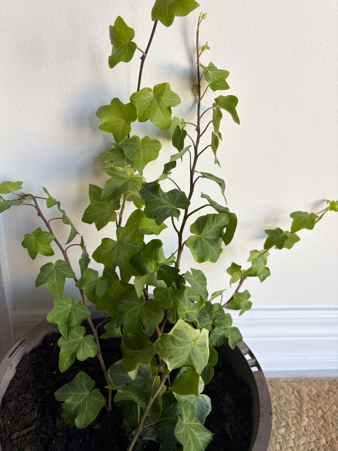Healthy growing English Ivy
