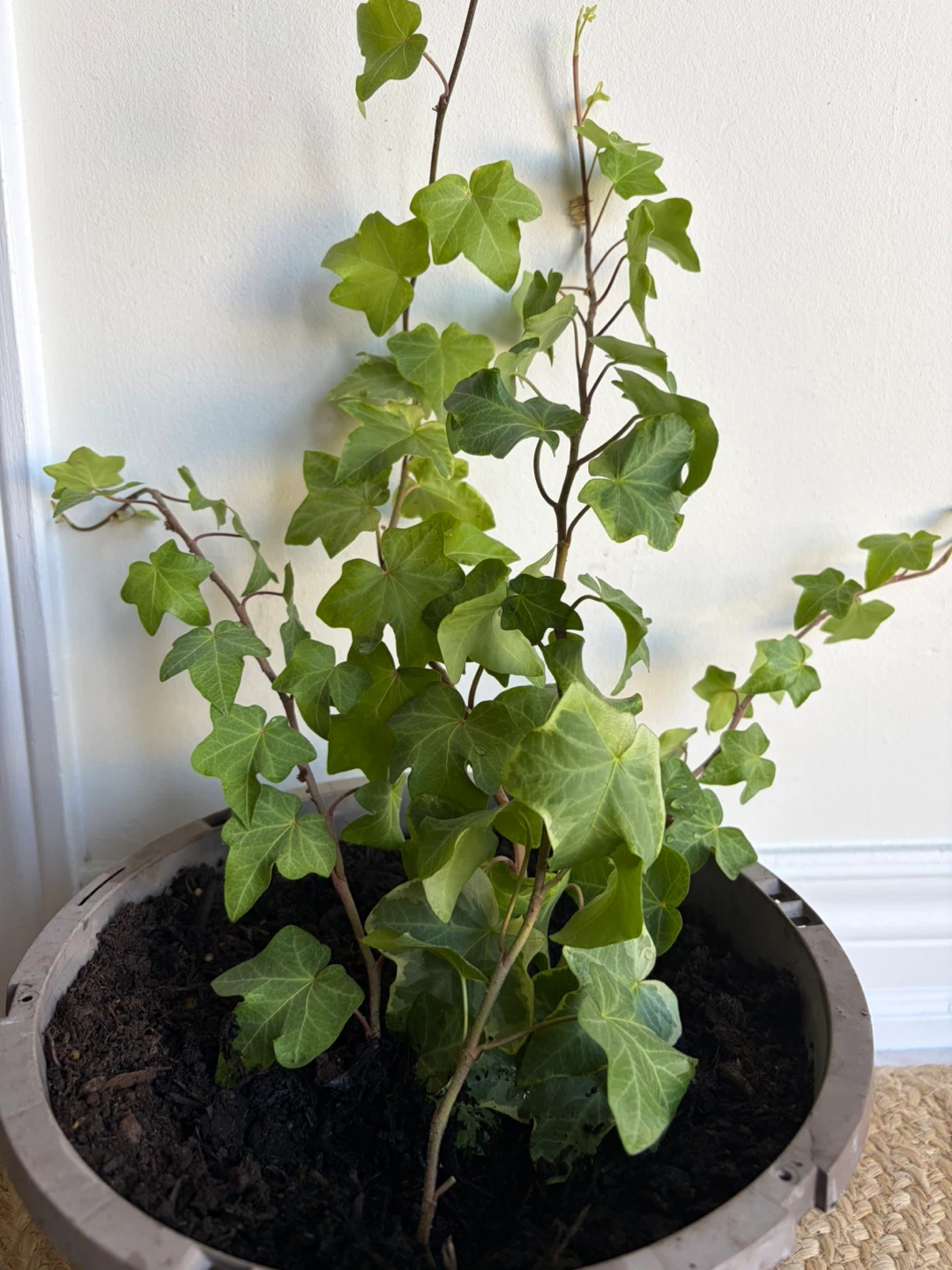 Healthy growing English Ivy - photo 2