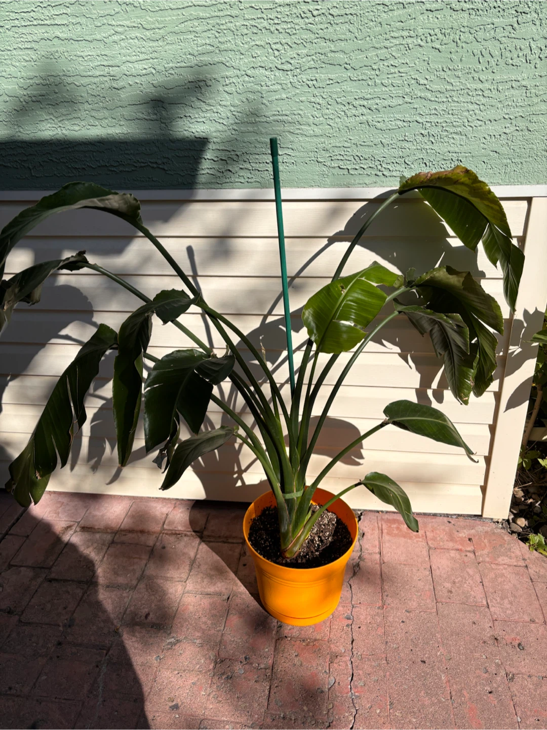 Bird of Paradise plant