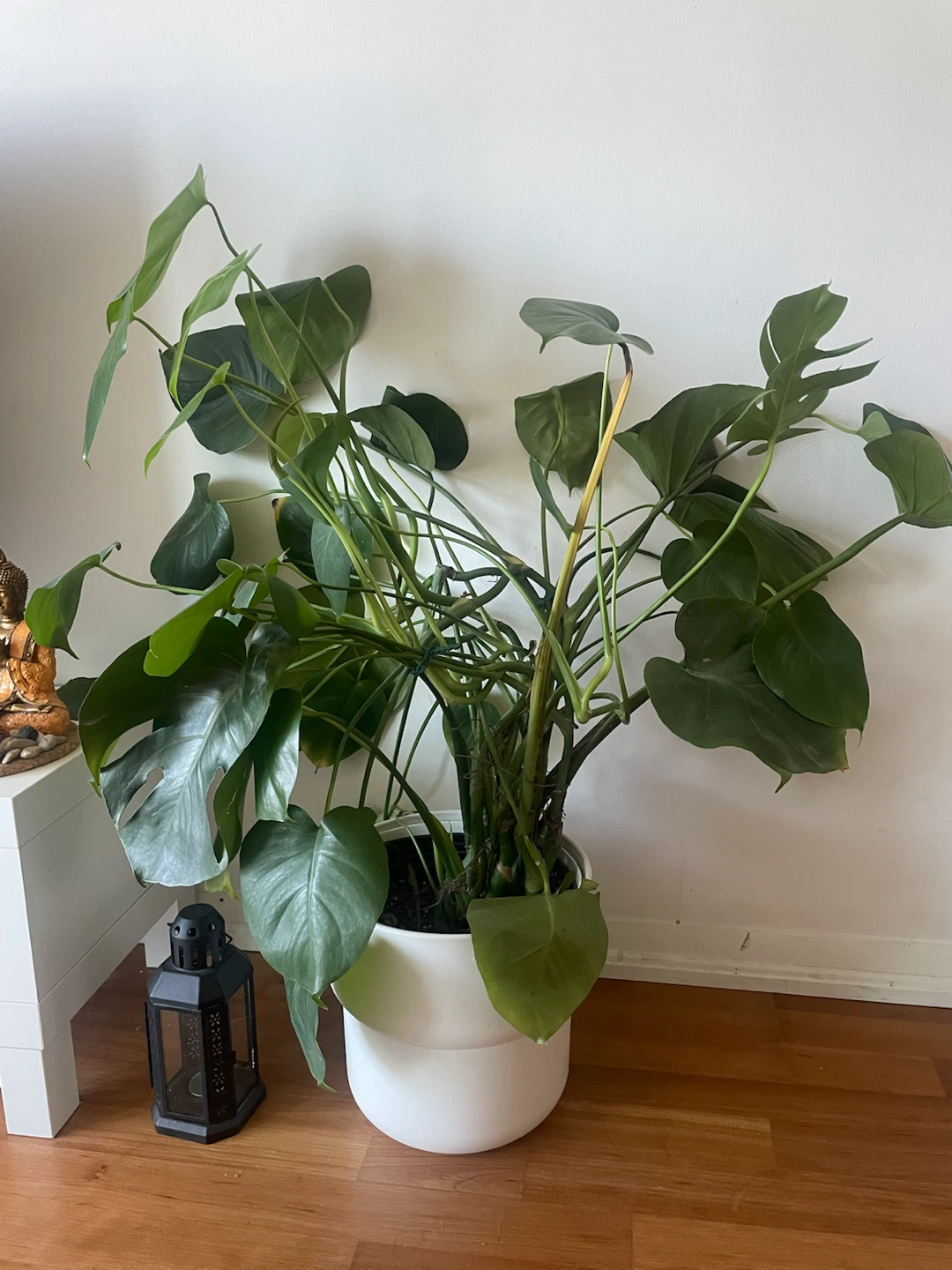 Large Monstera Plant
