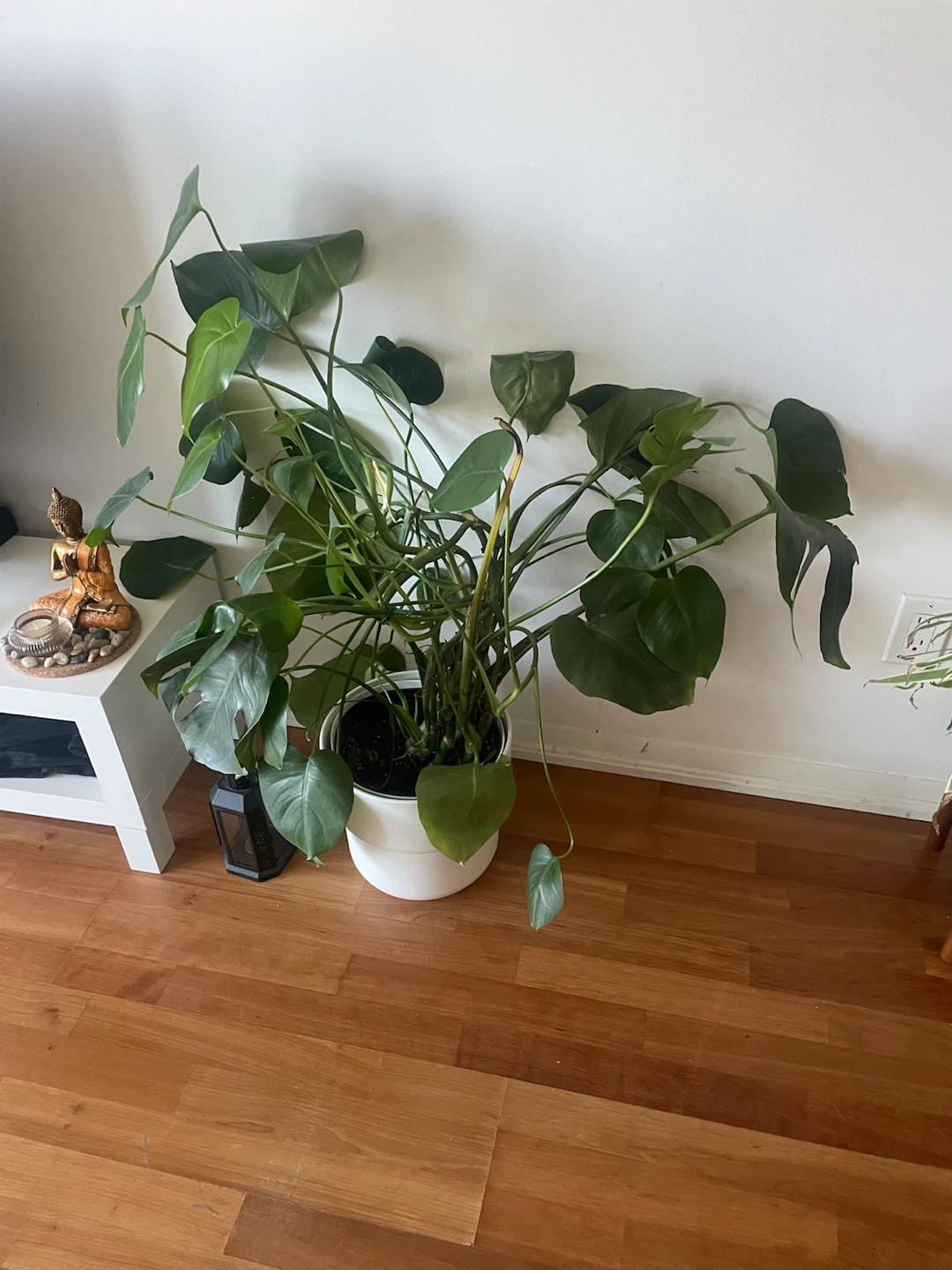 Large Monstera Plant - photo 2