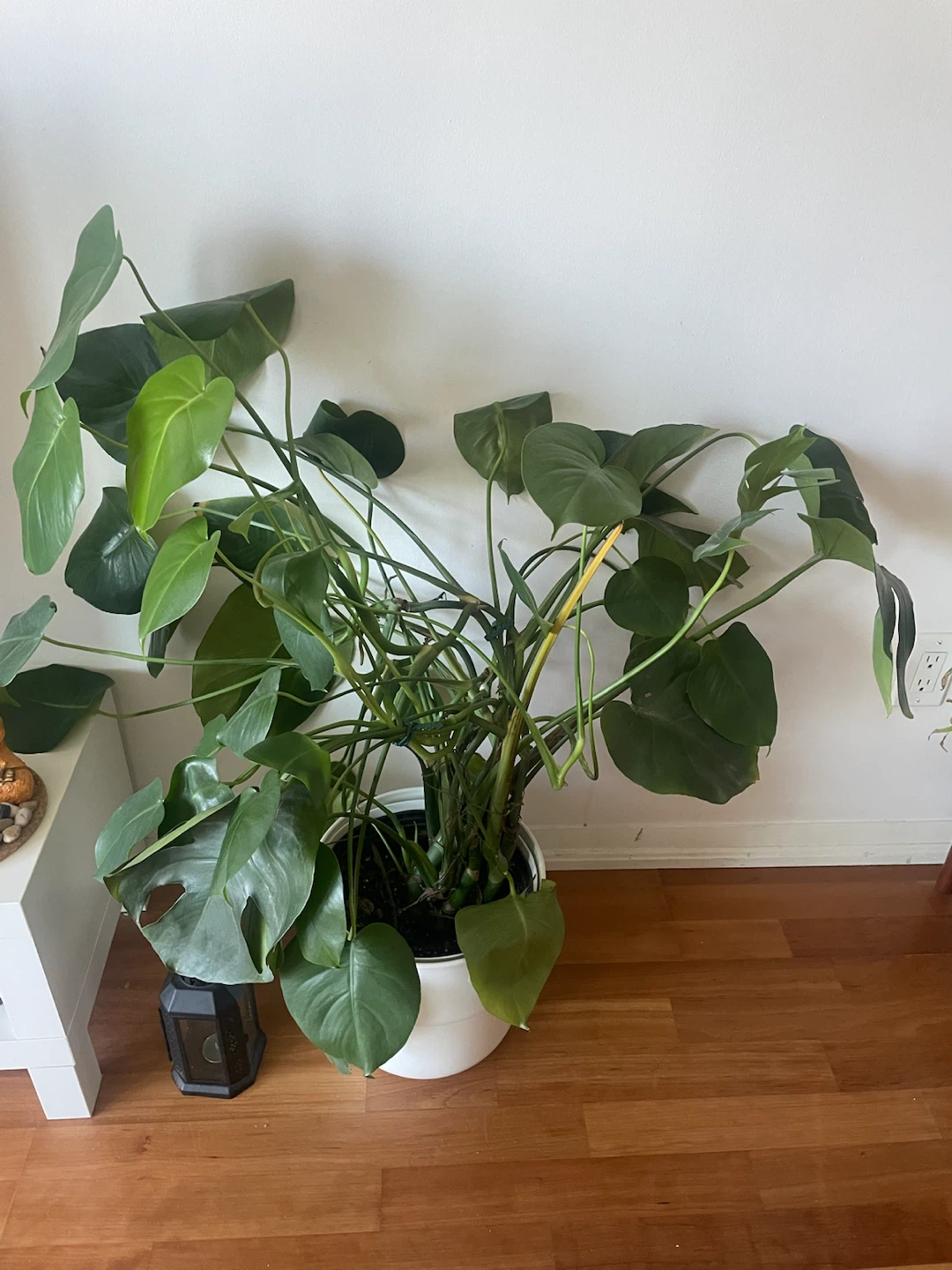 Large Monstera Plant - photo 3