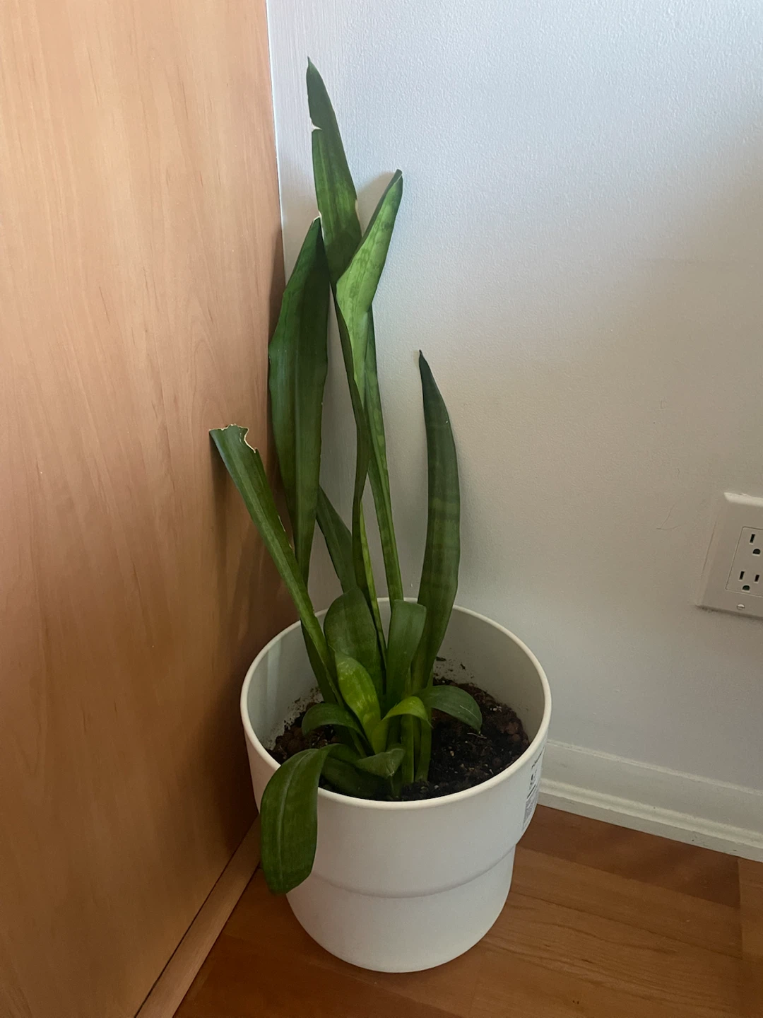 Snake Plant in White Pot