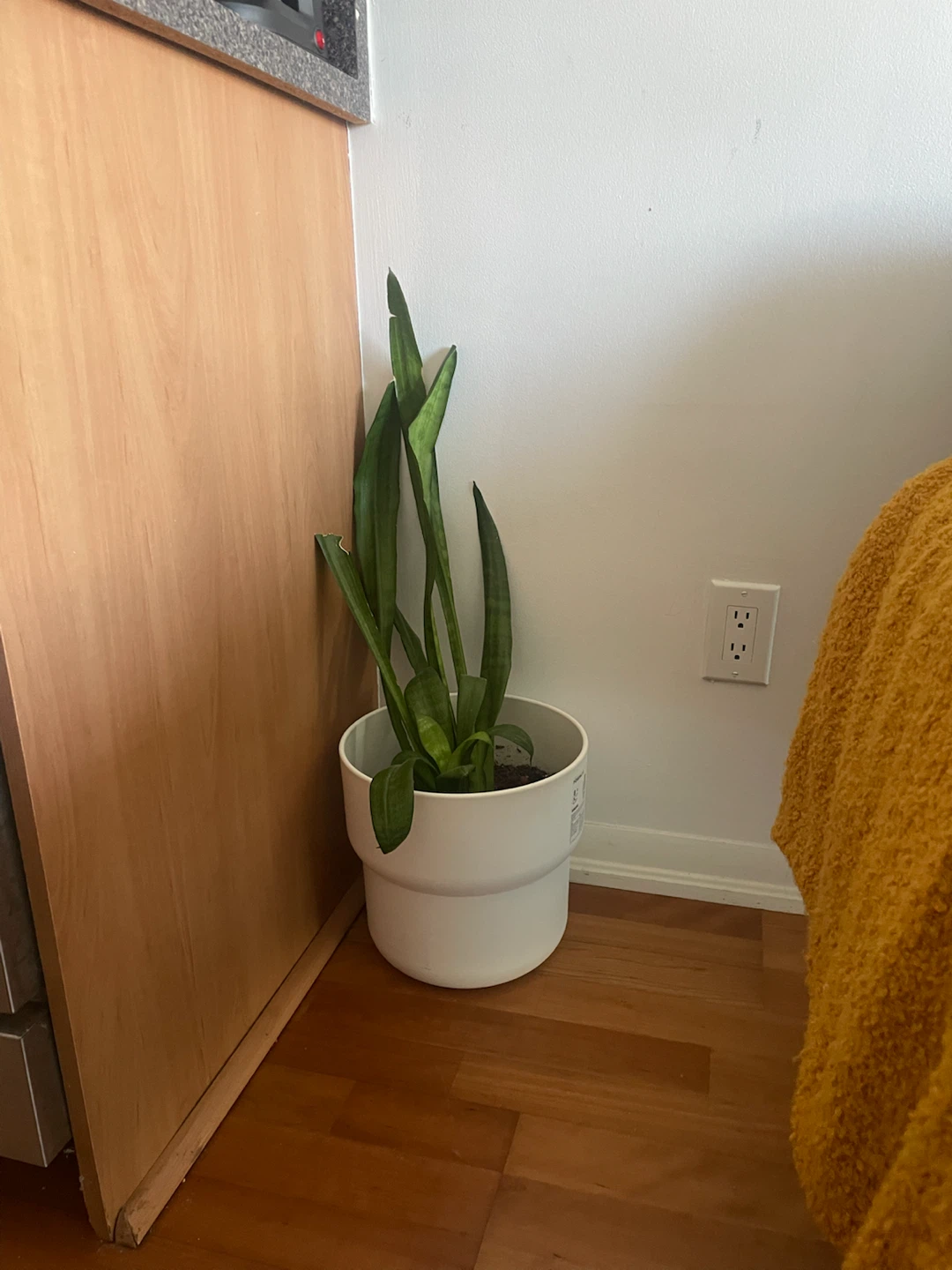 Snake Plant in White Pot - photo 2