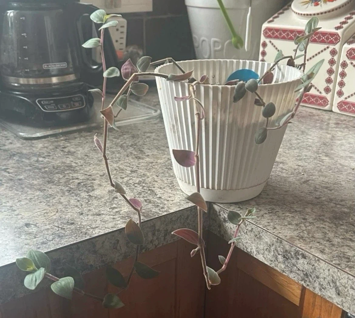 Tradescantia Zebrina Plant in White Pot