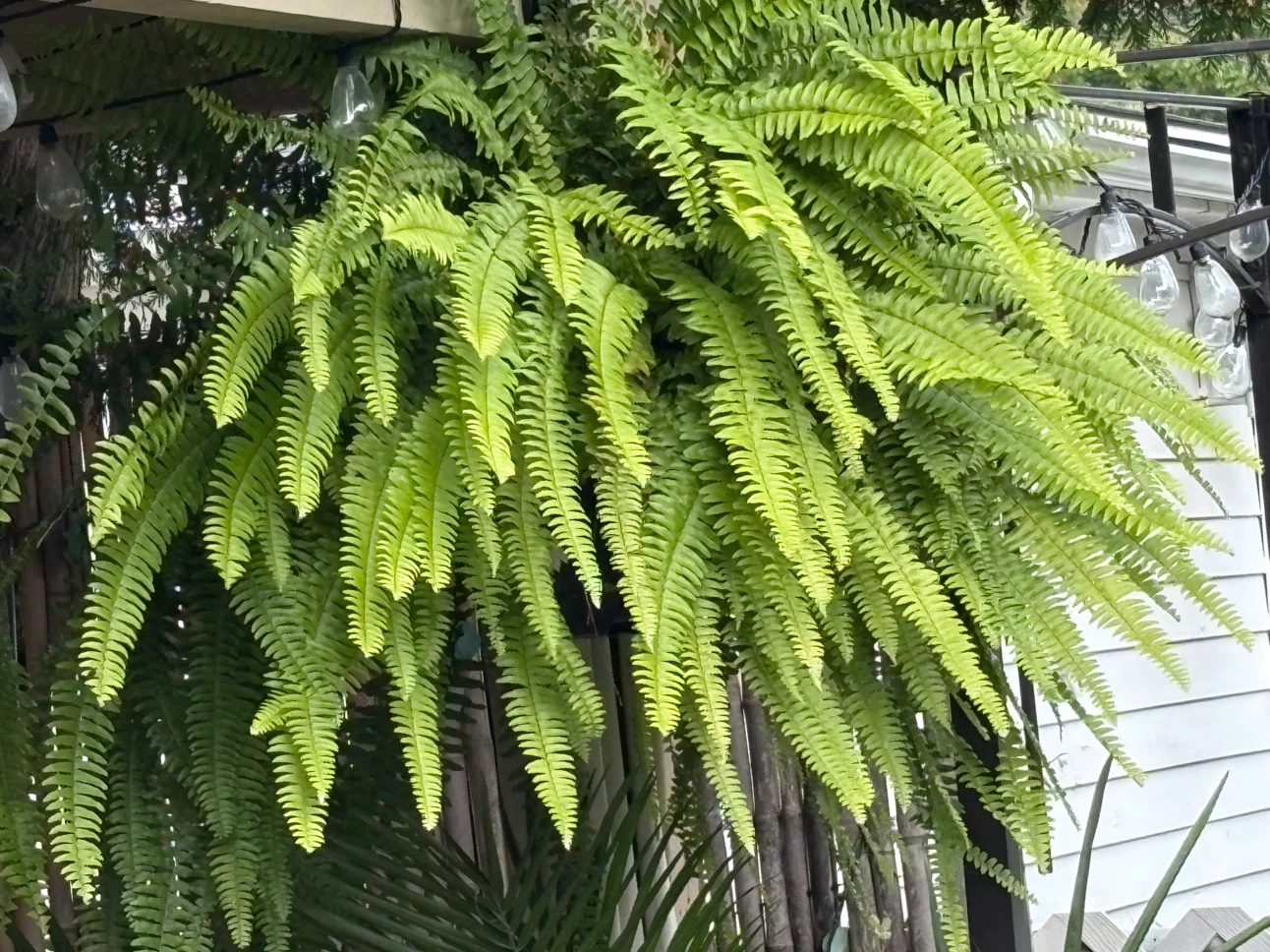 Large Hanging Boston Fern
