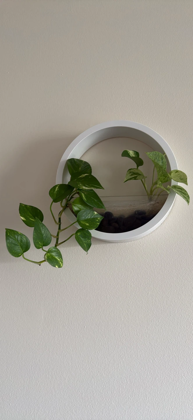 White Wall-Mounted Circular Plant Holder