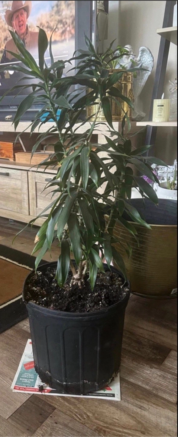 Dracaena plant in large nursery pot