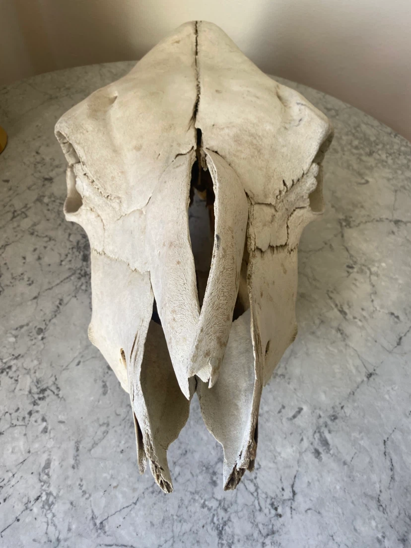 Real Cow Skull
