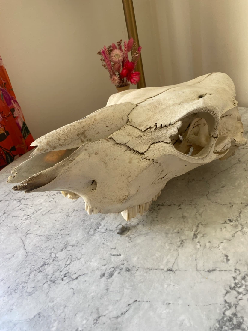 Real Cow Skull - photo 2