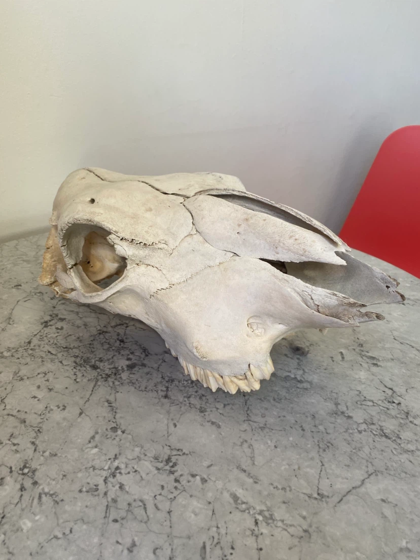 Real Cow Skull - photo 3