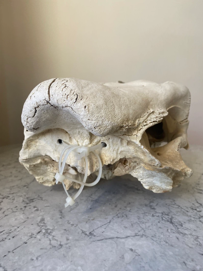 Real Cow Skull - photo 4