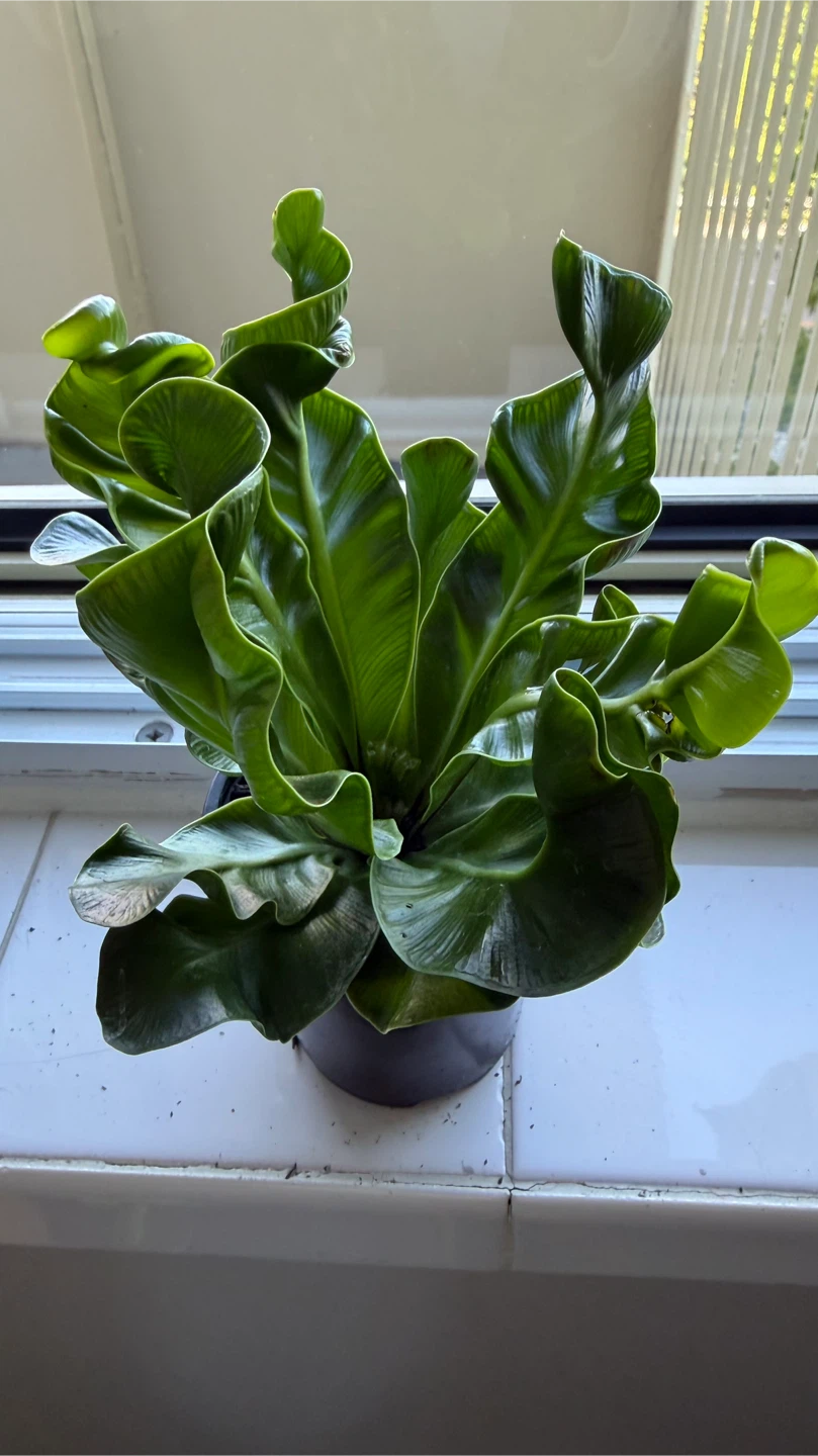 Birds Nest Fern Plant