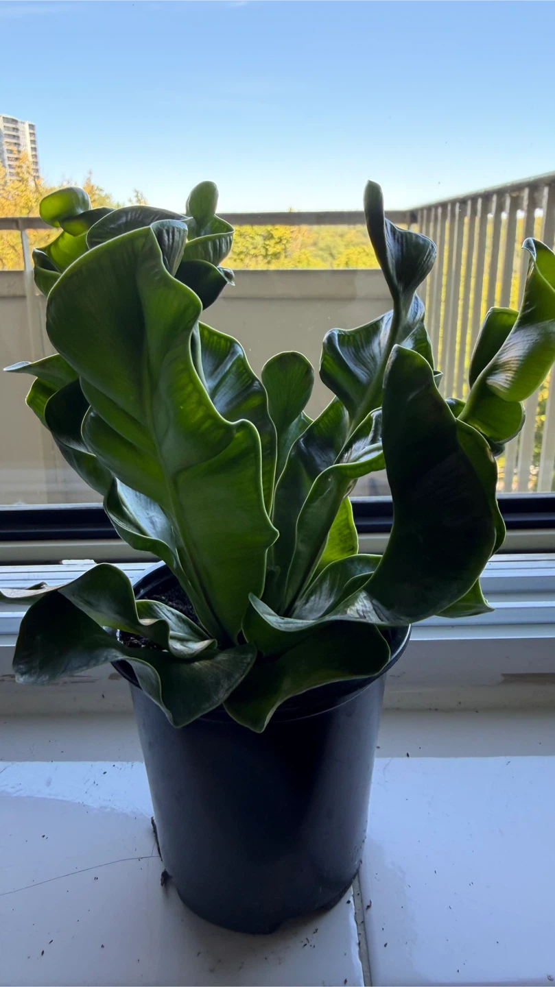Birds Nest Fern Plant - photo 2