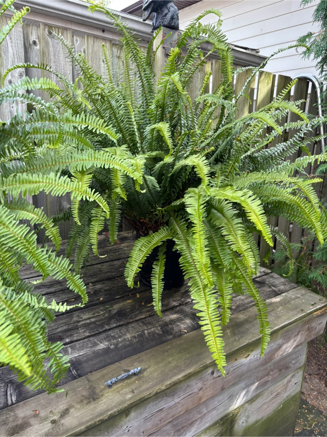 Kimberly Queen 👸 Ferns - photo 2