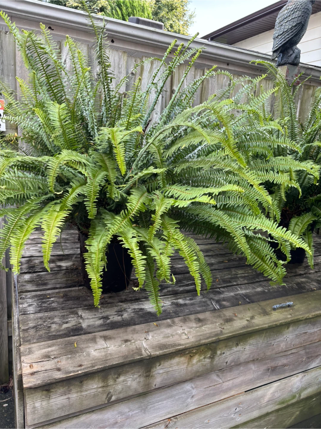Kimberly Queen 👸 Ferns - photo 3